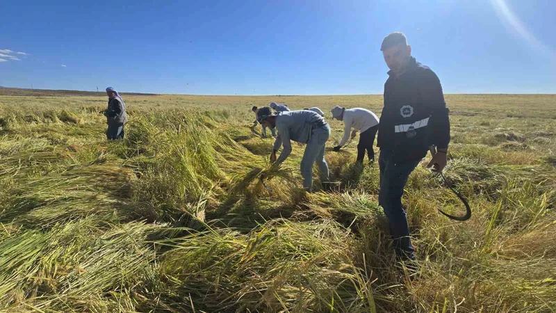 Volkanik arazide yetiştirilen Karacadağ pirinci zengin mineral oranıyla dikkat çekiyor
