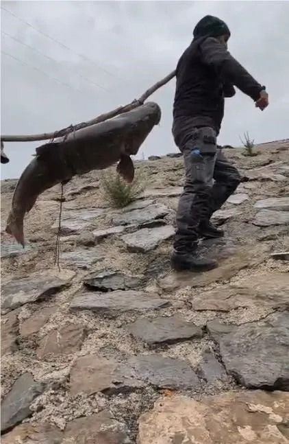 Nehirde yakalanan 60 kiloluk dev turna balığını, çam sırığına bağlayıp taşıdılar
