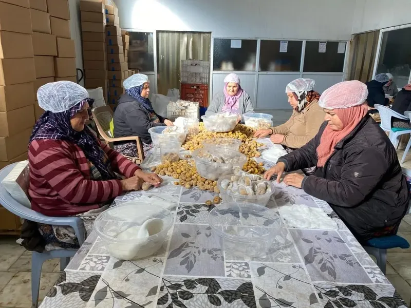 Türkiye’nin yüzde 33’ünü karşılayan Aydın Kestanesi, ihracata hazırlanıyor
