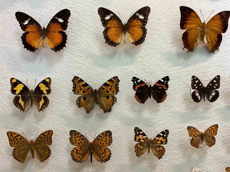 Van’da binlerce kelebeğin korunduğu araştırma koleksiyonu
