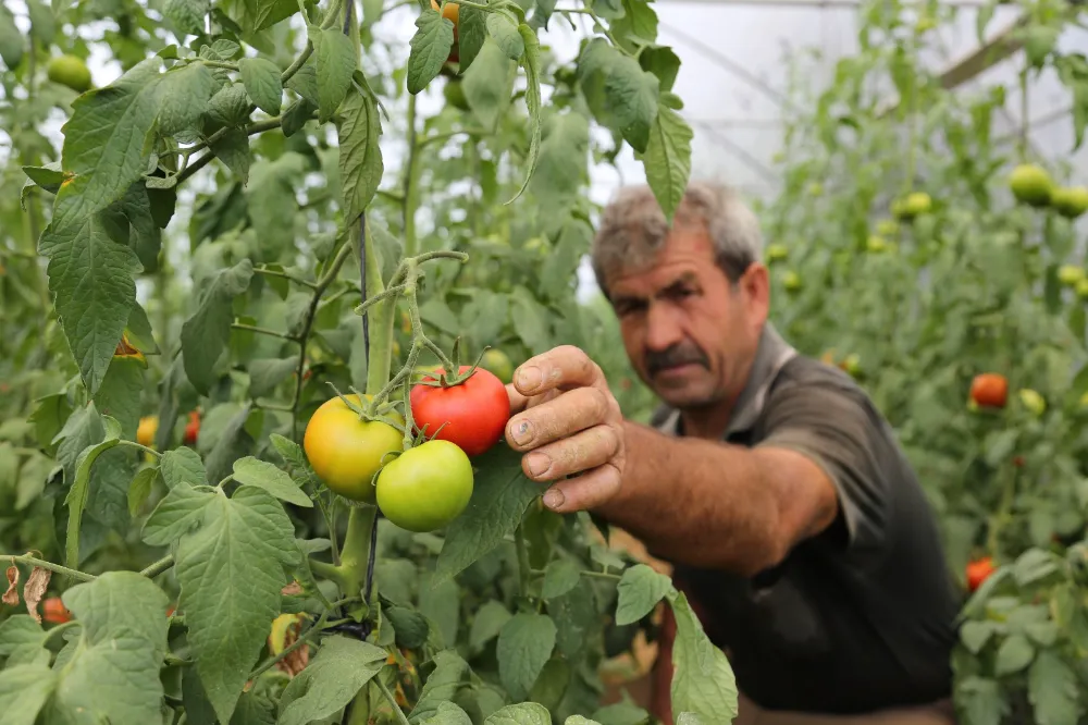 Büyükşehir’den yüzde 50 hibeli sera desteği
