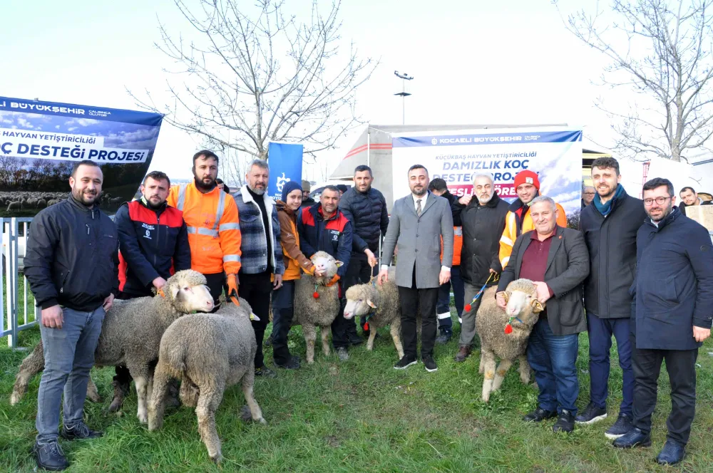 Büyükşehir’den üreticilere damızlık koç desteği
