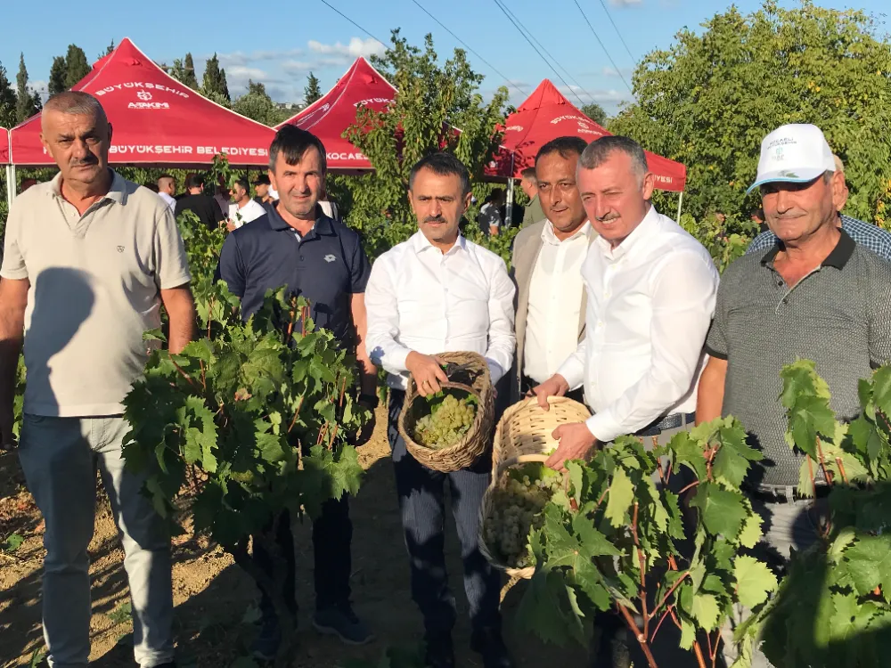 Başkan Büyükakın, İzmit’te  üzüm hasadına katıldı