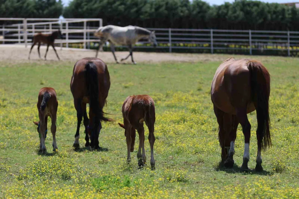 Yaşları küçük, değerleri milyon