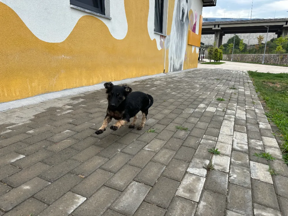 Zifte bulanmıştı, rehabilitasyon merkezinde yaşama tutundu